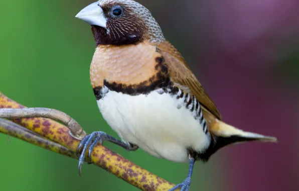 Picture branches, bird, beak, castroverde amadina