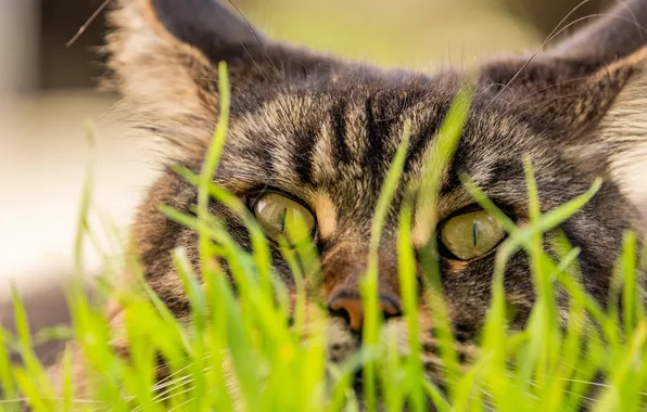 Greens, cat, grass, cat, look, light, pose, grey