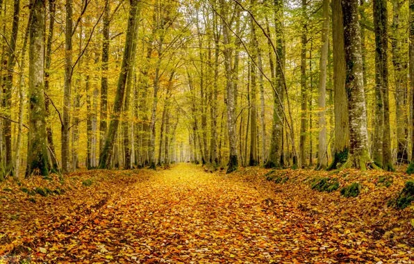 Picture road, autumn, forest, leaves, trees