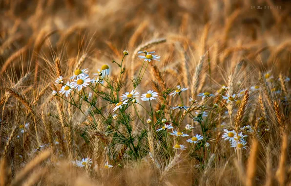 Field, summer, flowers, chamomile, spikelets