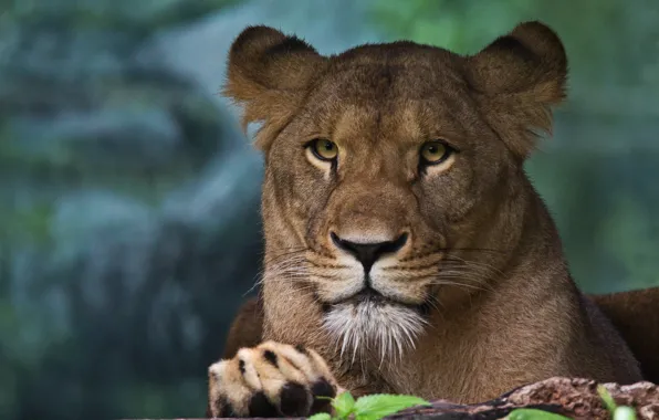 Look, face, portrait, lioness, wild cat