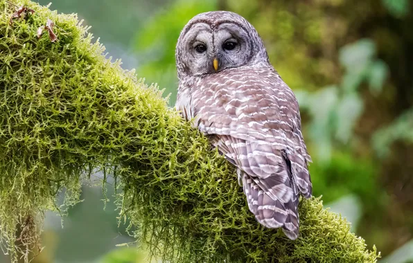 Owl, bird, moss, A barred owl