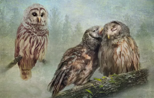 Birds, nature, treatment, painting, owls