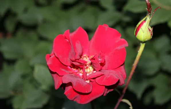 Rose, Bud, scarlet rose