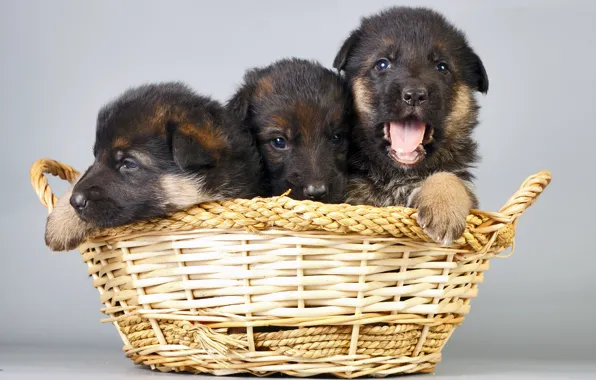 Picture dogs, basket, puppies