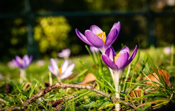 Greens, flowers, glade, spring, crocuses, lilac