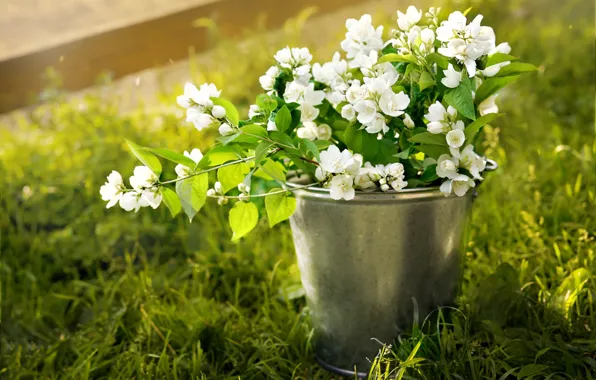 Picture grass, bucket, Jasmine