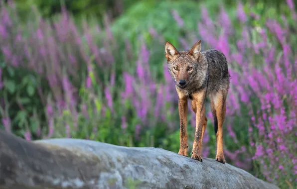 Look, face, flowers, glade, stone, wolf, coyote, Heather