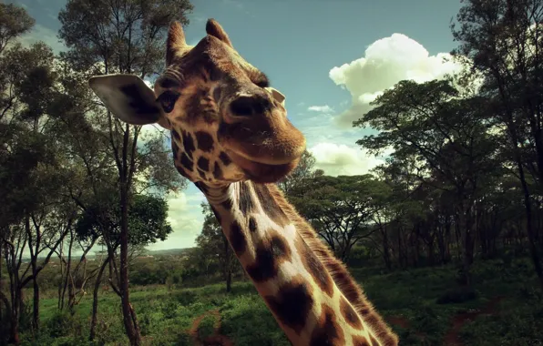 Macro, animal, meeting, giraffe, neck, delight, surprise