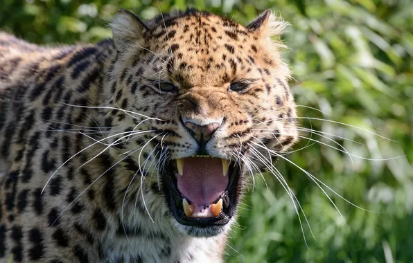 Picture face, anger, predator, rage, mouth, fangs, grin, wild cat