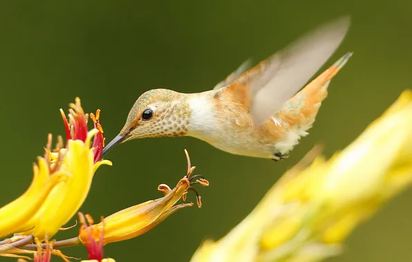 Flower, bird, beak, Hummingbird