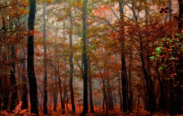 Autumn, forest, leaves, trees, nature