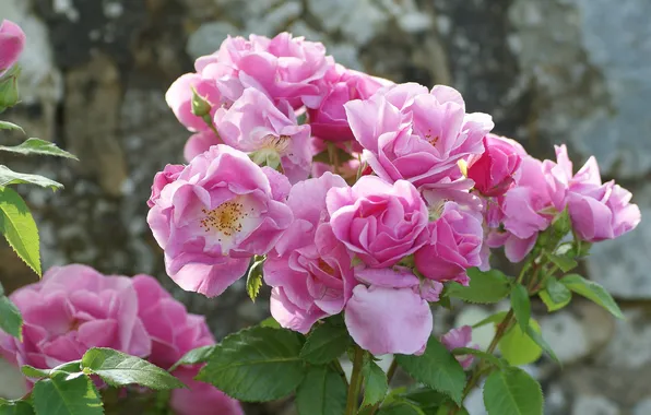 Picture roses, petals, rose Bush