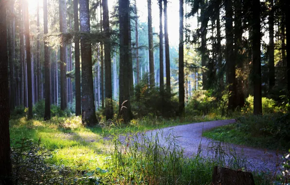 Picture grass, the sun, rays, trees, track, shadows, path, stump