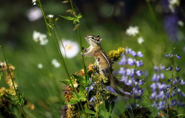 Picture field, flowers, nature, chipmunk