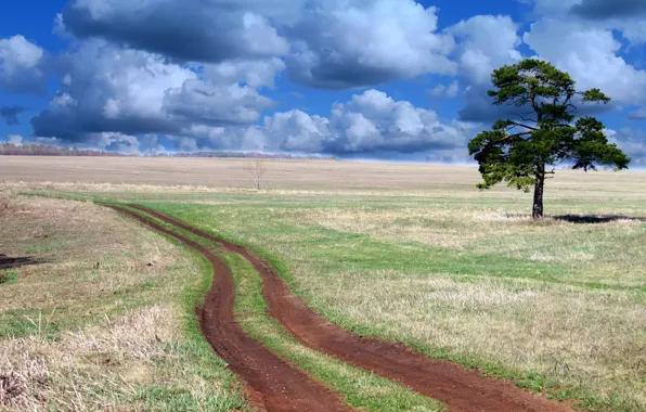 Picture road, field, the sky, trees