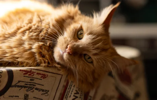 Cat, cat, look, light, pose, portrait, red, lies