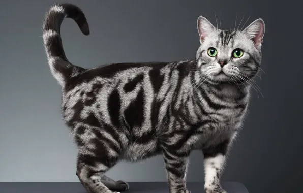 Cat, cat, look, pose, grey background, face, Scottish, tabby