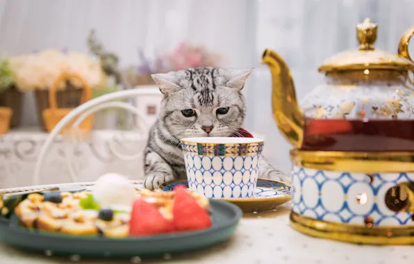 Picture cat, table, Cup