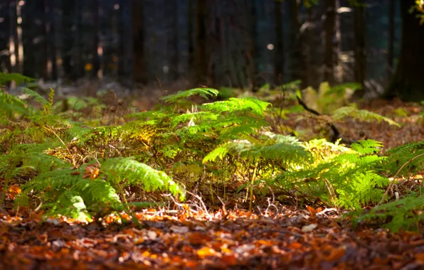Picture greens, forest, light, trees, Sunny, fern