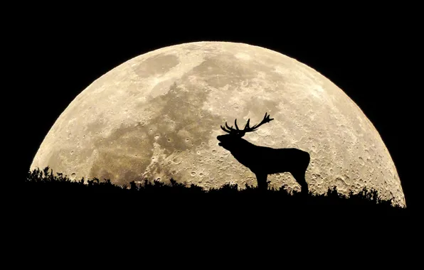 Surface, night, the moon, silhouette, moose