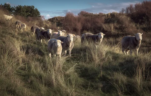 The sky, grass, light, hills, sheep, slope, pasture, sheep