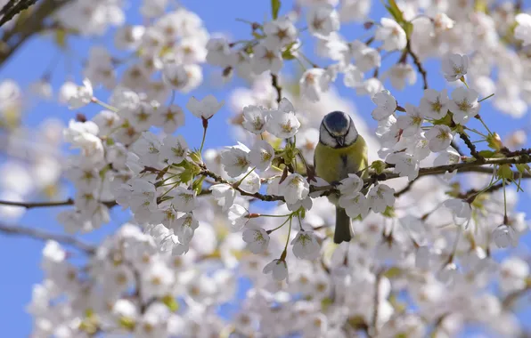 Light, bird, branch, spring, white, flowering, blue background, bokeh