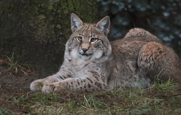 Picture look, animal, stay, lynx