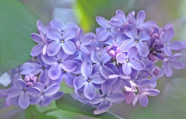 Macro, nature, petals, lilac