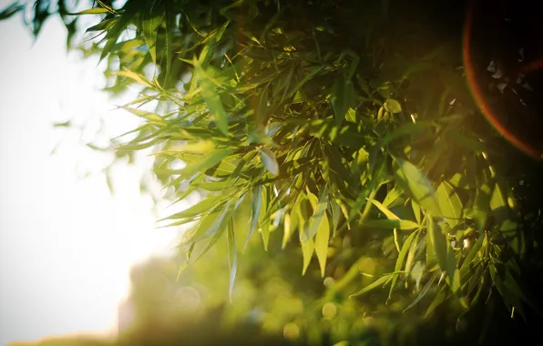 Picture leaves, the sun, light, tree, the sun's rays, bokeh, crown