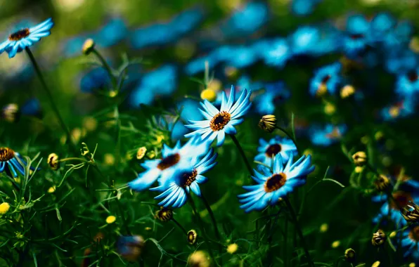 Summer, flowers, blue, blue, glade