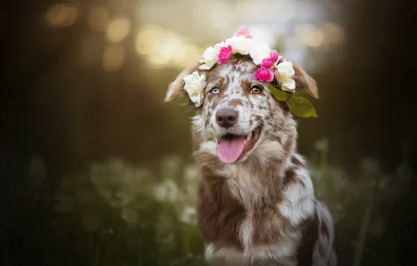 Dog, wreath, bokeh, Sira