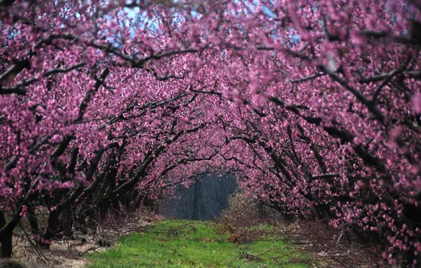 Picture grass, trees, flowers, branches, nature, branch, Spring, alley