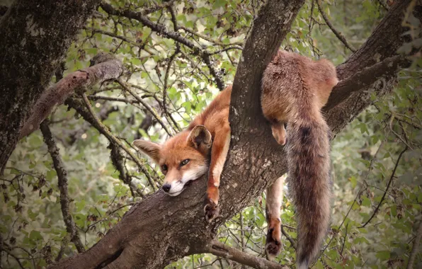 Branches, nature, pose, tree, animal, Fox, Fox