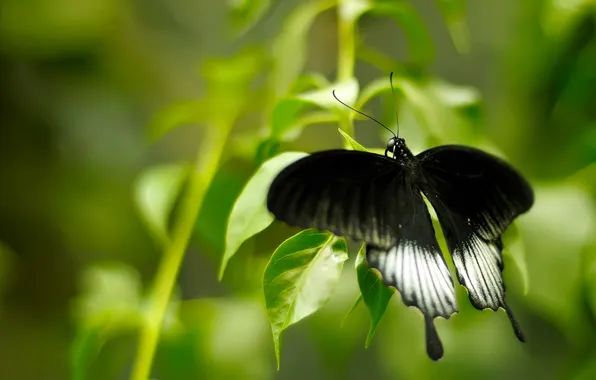 Picture black, black and green, Babochka