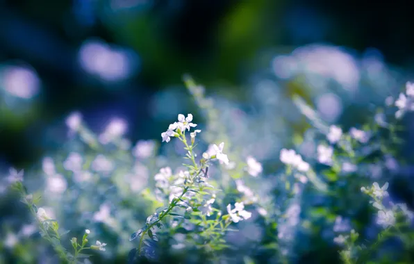 Greens, macro, flowers, white