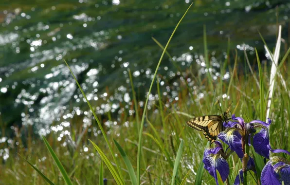 Summer, grass, flowers, photo, butterfly, iris