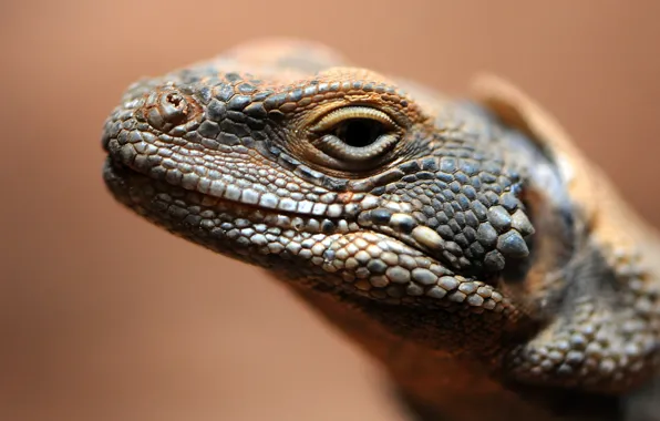 Picture eyes, leather, lizard