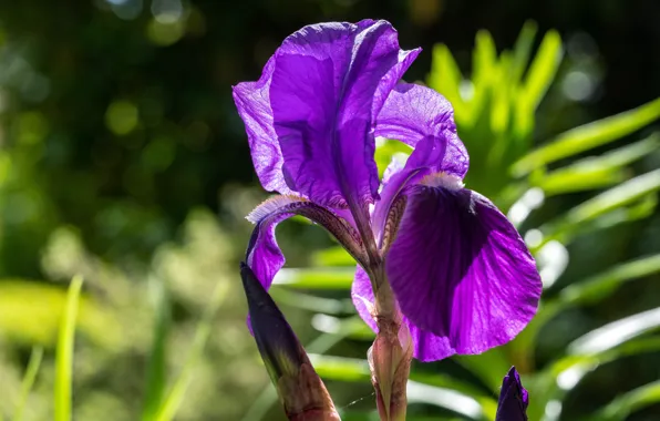 Picture purple, leaves, light, flowers, background, garden, bokeh, iris