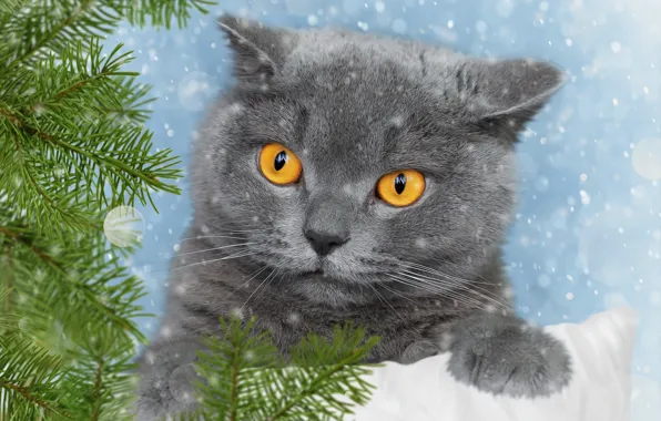 Picture cat, branches, background, spruce