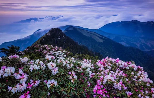 Forest, clouds, landscape, flowers, mountains, nature, fog, hills