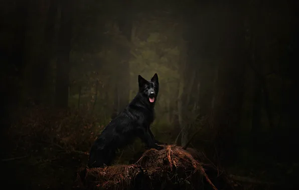 Forest, language, trees, branches, pose, darkness, the dark background, thickets