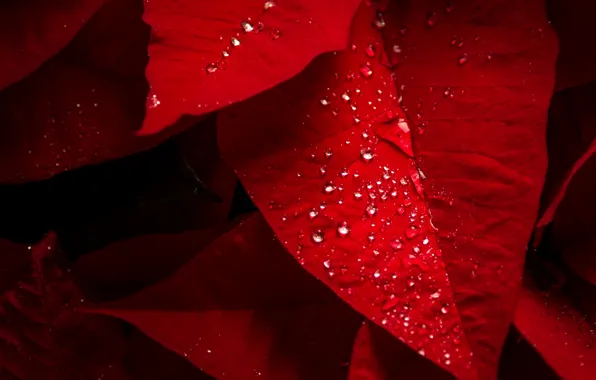 Leaves, water, drops, Rosa, color