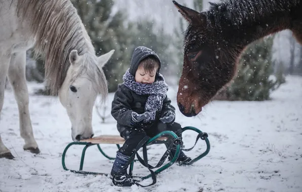 Picture winter, horses, boy