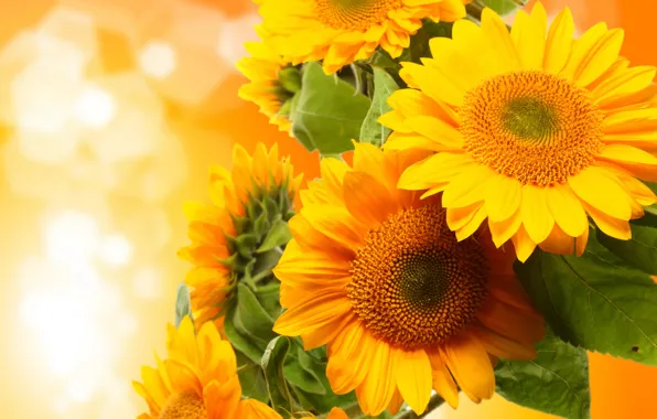 Picture sunflowers, flowers, photo
