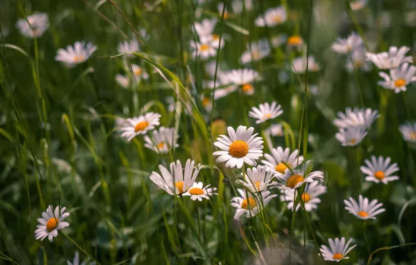 Picture field, flowers, chamomile, white