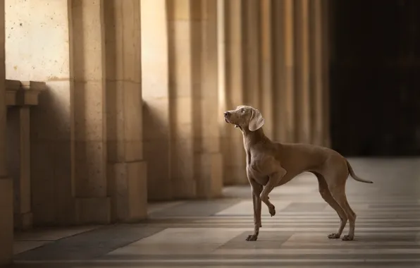 Background, each, dog