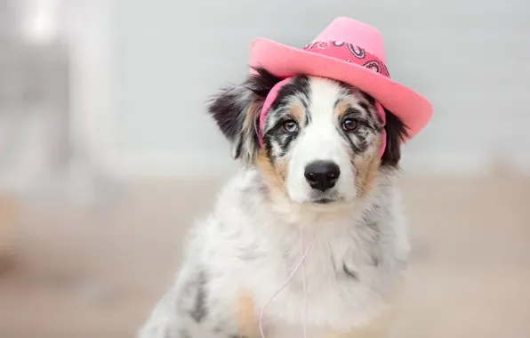 Look, each, dog, hat