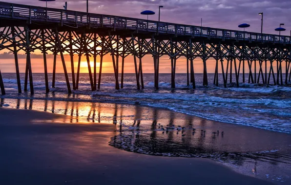 Picture sea, the sky, sunset, bridge, bird, shore, USA