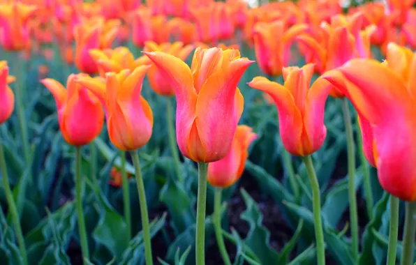 Flowers, orange, red, bright, spring, tulips, buds, flowerbed